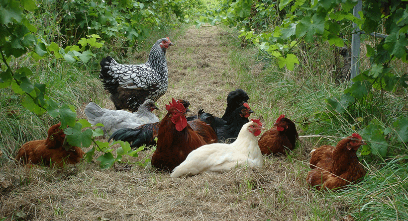 Hanging Rock Winery Chickens